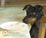 Manchester Terrier